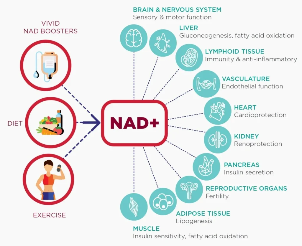 What Is NAD Therapy?